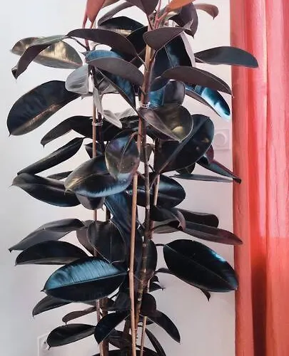 Le Terra Cotta - Proche Hyper Centre Apartment *