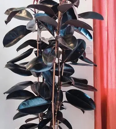 Le Terra Cotta - Proche Hyper Centre Διαμέρισμα *